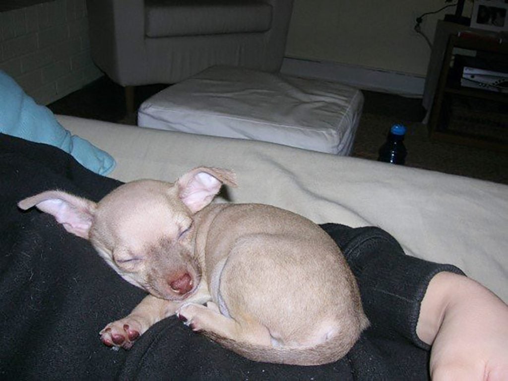 Baby boy chihuahua curled up on Sherry