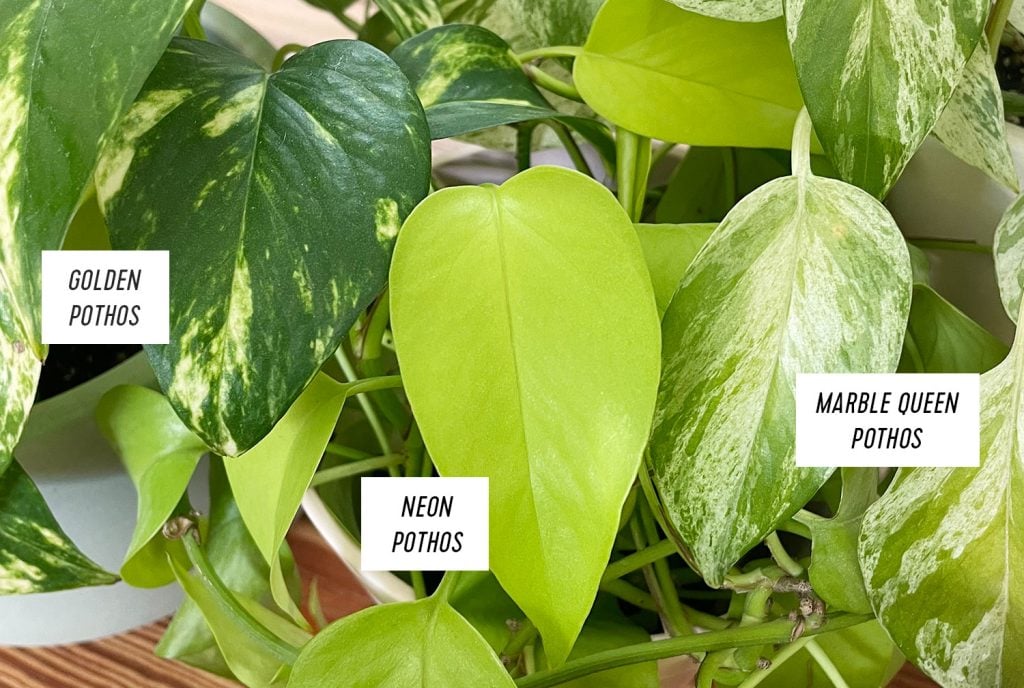 Golden Pothos Neon Pothos Marble Queen Pothos Leaf Side by Side Comparison