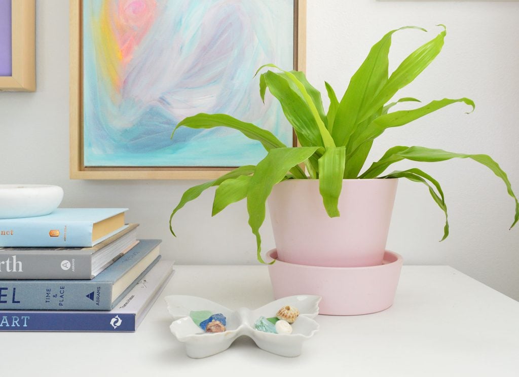 Limelight Corn Plant In Pink Pot
