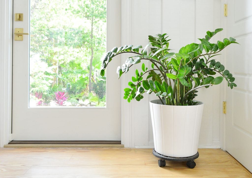 ZZ Plant In White Pot Next to Front Door