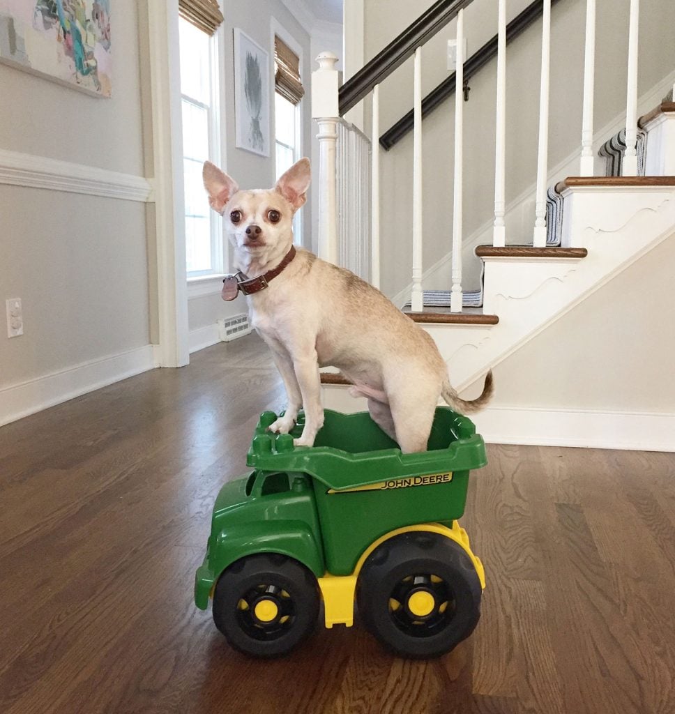Boy Dog Chihuahua Standing In Toy Truck