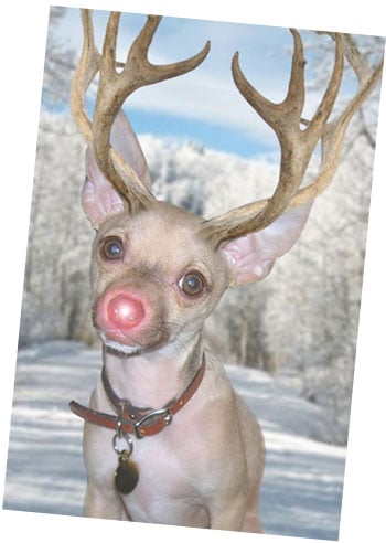 christmasrudolph-burger-holiday-card-copy christmasrudolph-burger-holiday-card-copy