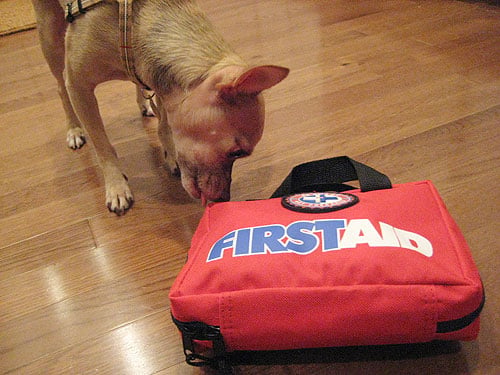 firstaidlivepetcheckinout Firstaidlivepetcheckinout