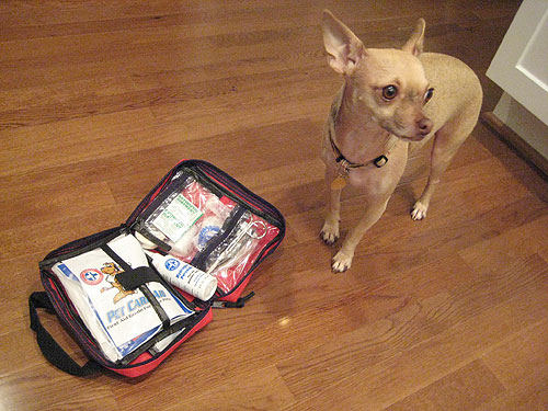 firstaidlivepetlookawayburger Firstaidlivepetlookawayburg