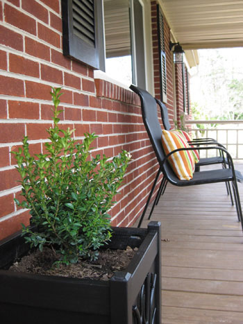 boxwood-black-square-planter-diy-project boxwood-black-square-planter-diy-project