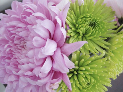 close-up-pink-and-green-mums close-up-pink-and-green-mums