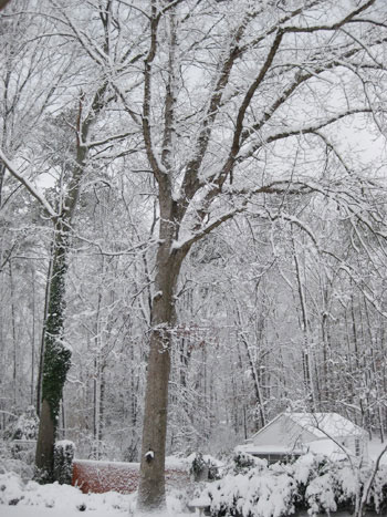 snow-day snow-day