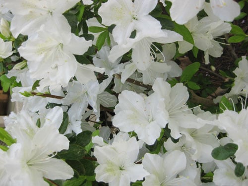img_0418 img_0418