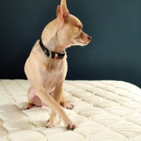 Our First Time Shopping For A Mattress: What We Learned