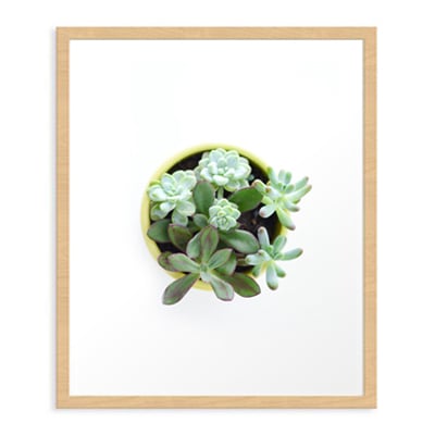 Succulent #2 Art Print