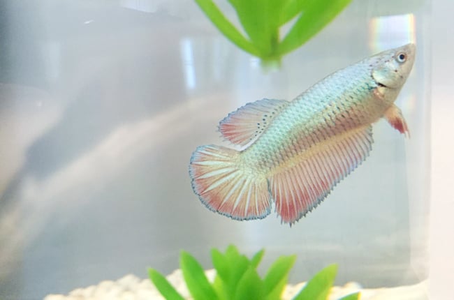 PodcastEp2-Chloe-The-Fish