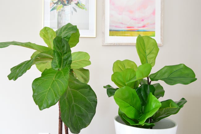 Faux Fiddle Leaf Fig Side By Side Straight