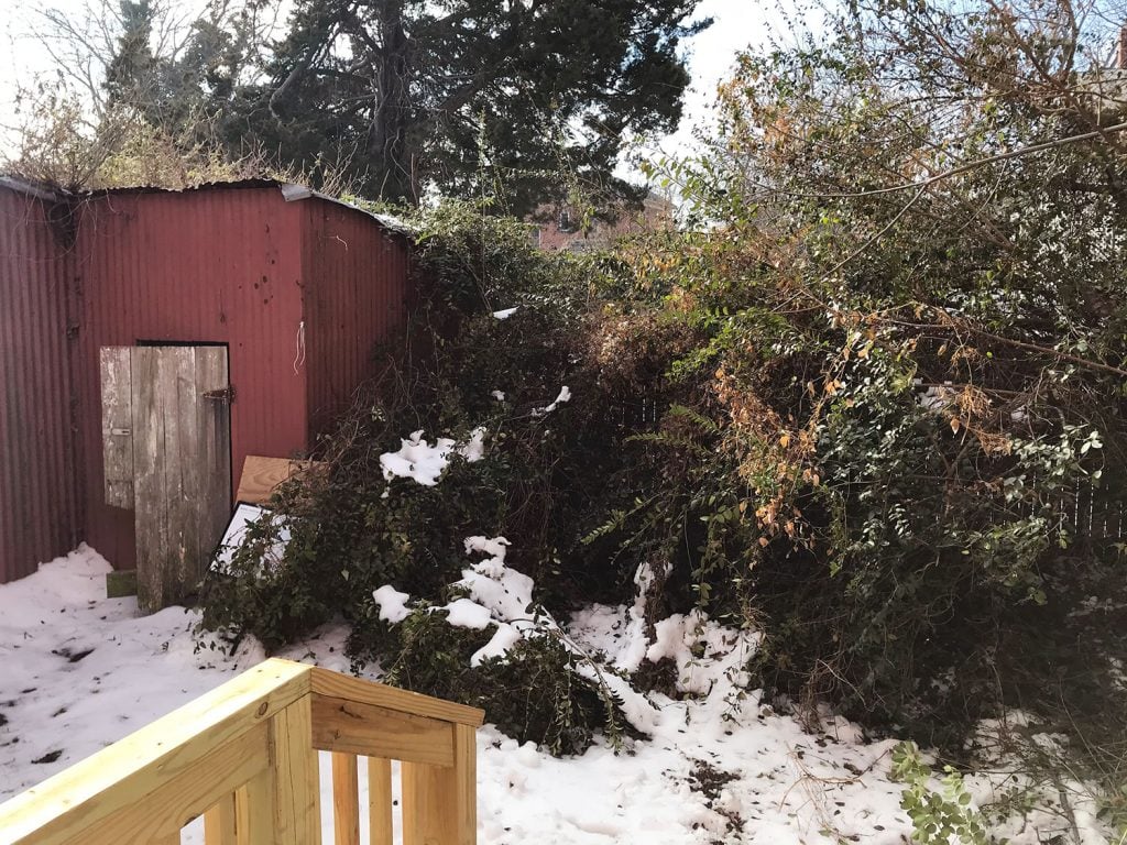 Winter Time Photo Of Backyard Before With Snow On Overgrown Trees