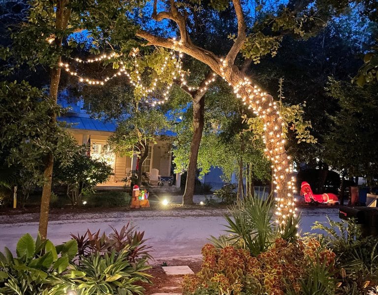 Holiday Christmas Lights Strung Across Crooked Oak Tree
