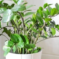 ZZ Plant – Complete Care Guide