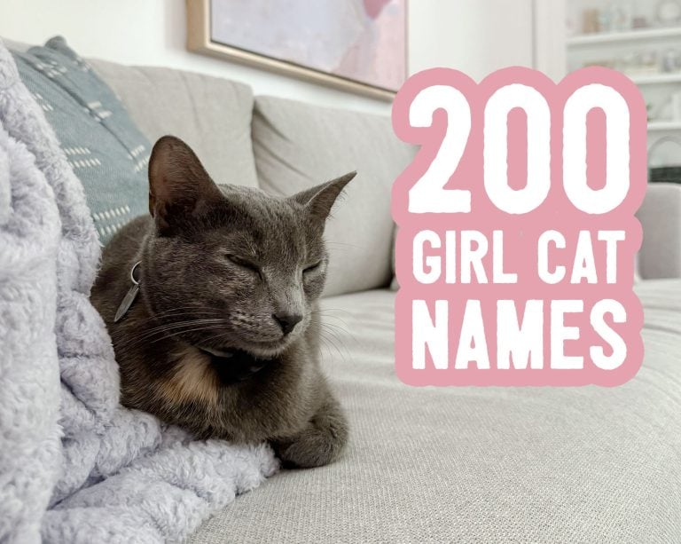 200 Girl Cat Name Ideas Title Card With Loafing Cat