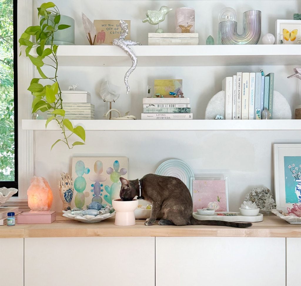 Gray Girl Cat Eating Food Near Decorative Floating Shelves