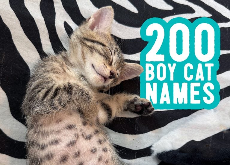 Title Card For 200 Boy Cat Names Featuring Kitten