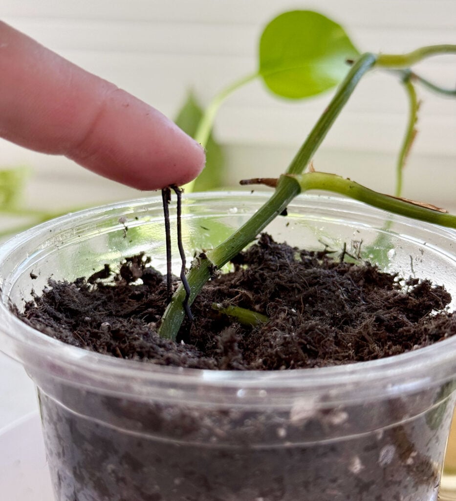 Propagate Pothos Bobby Pin In Soil