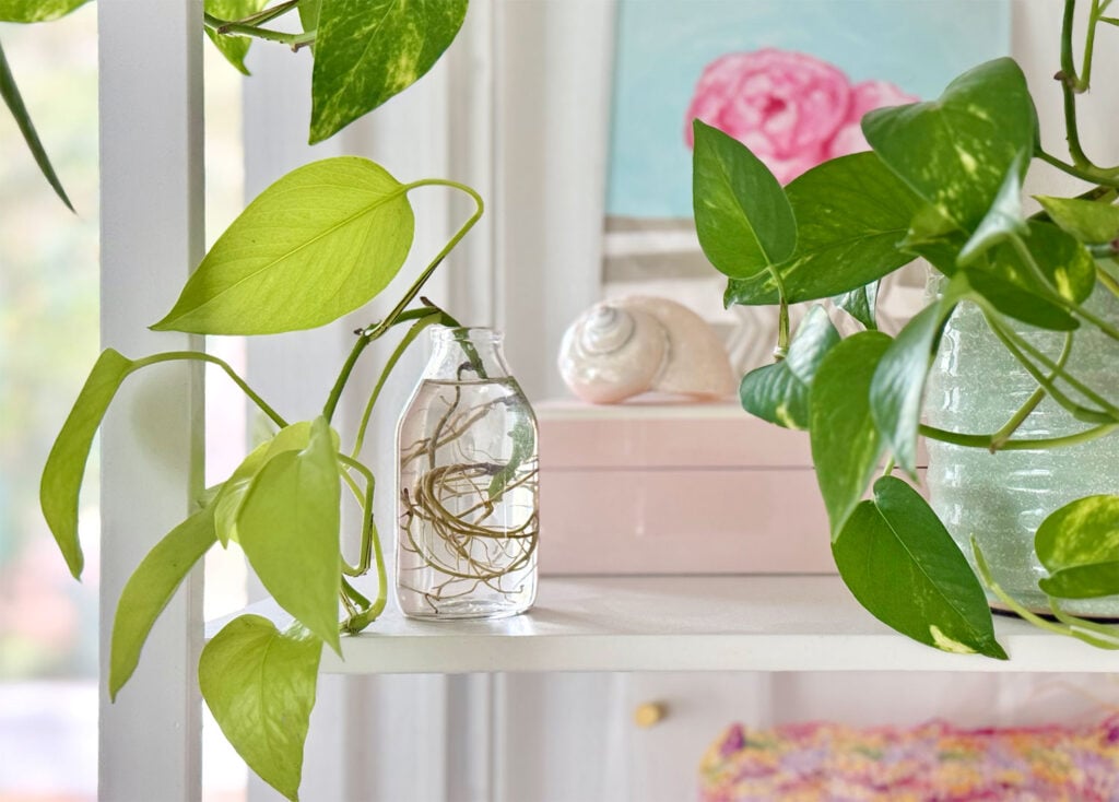 Propagating Pothos Clipping In Water On Shelf