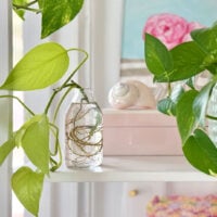 How To Propagate A Pothos