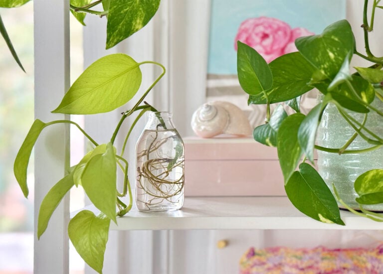 Propagating Pothos Clipping In Water On Shelf